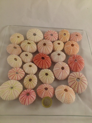 Sea urchin pink 24 p. + 1 reserve